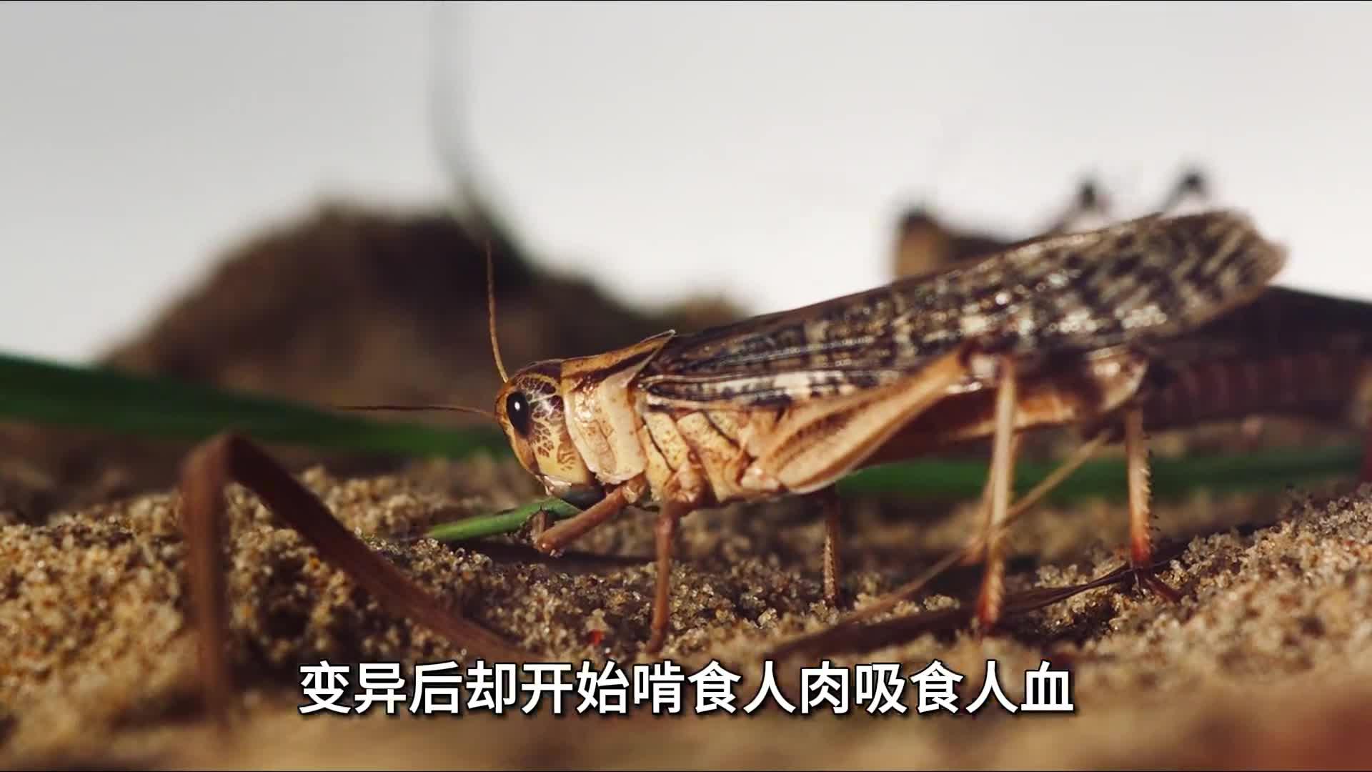 黑心商家饲养大量变异蝗虫