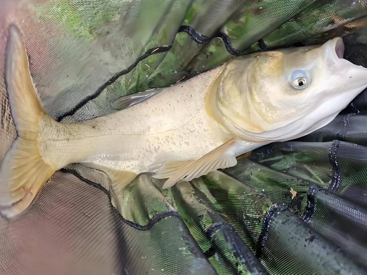 天元邓刚浮钓鲢鳙怎么分辨真假? - 知乎