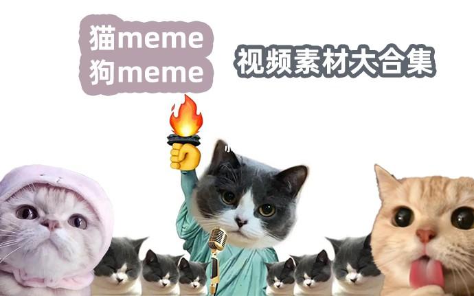 2025猫meme狗meme视频绿幕素材大合集 - 知乎