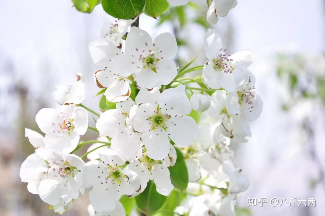 千树万树梨花开,去这5处地方赏全国最美梨花! - 知乎