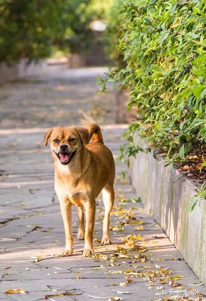 中华田园犬与土狗！ - 知乎