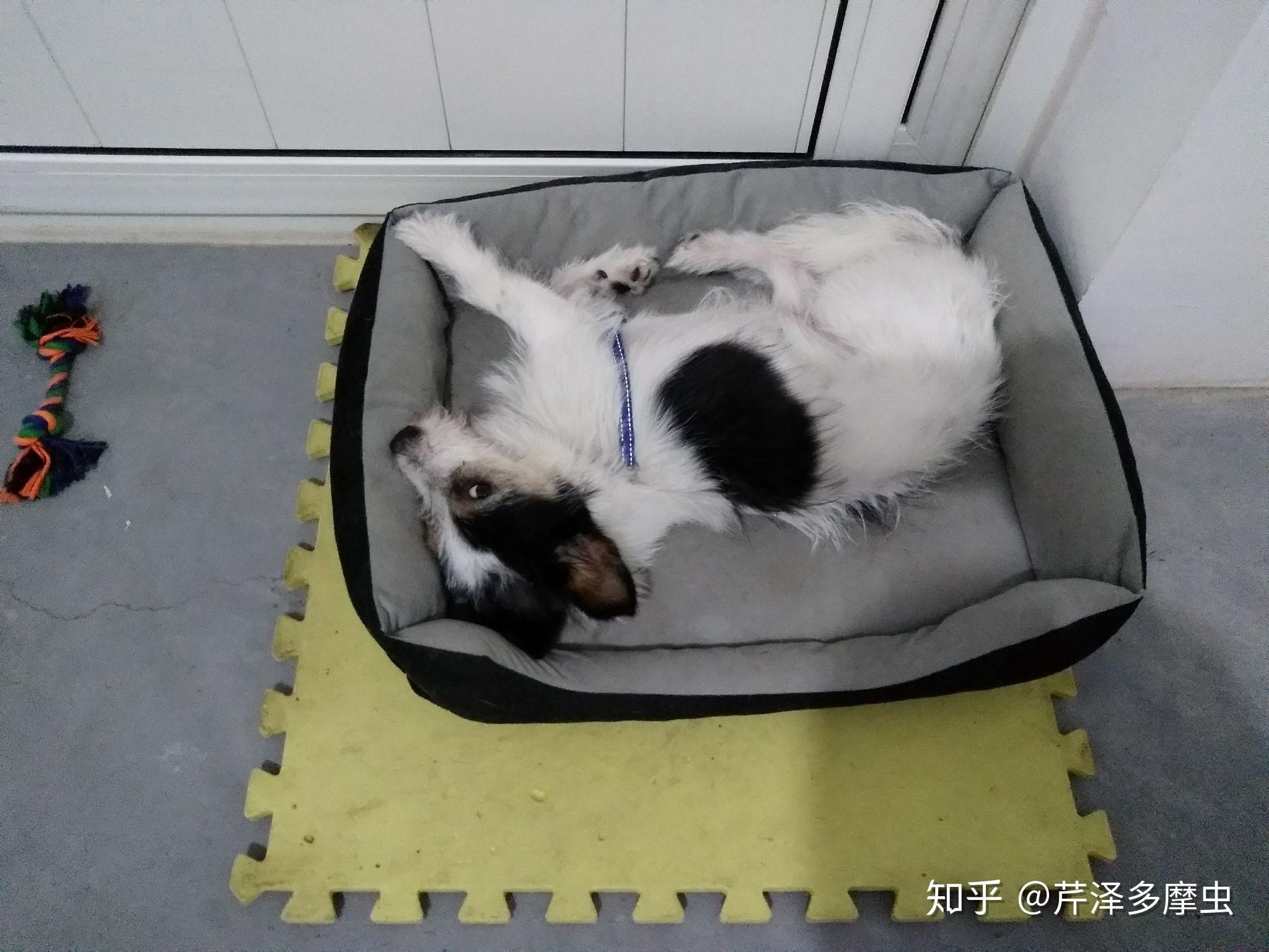 可以帮忙看看狗多大了吗在马路中间捡到的不知道有没有满月再可以帮忙