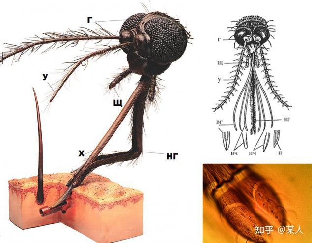 蚊子的牙齿是怎样的? - 知乎