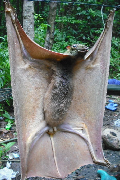 在水里的蝙蝠 ?