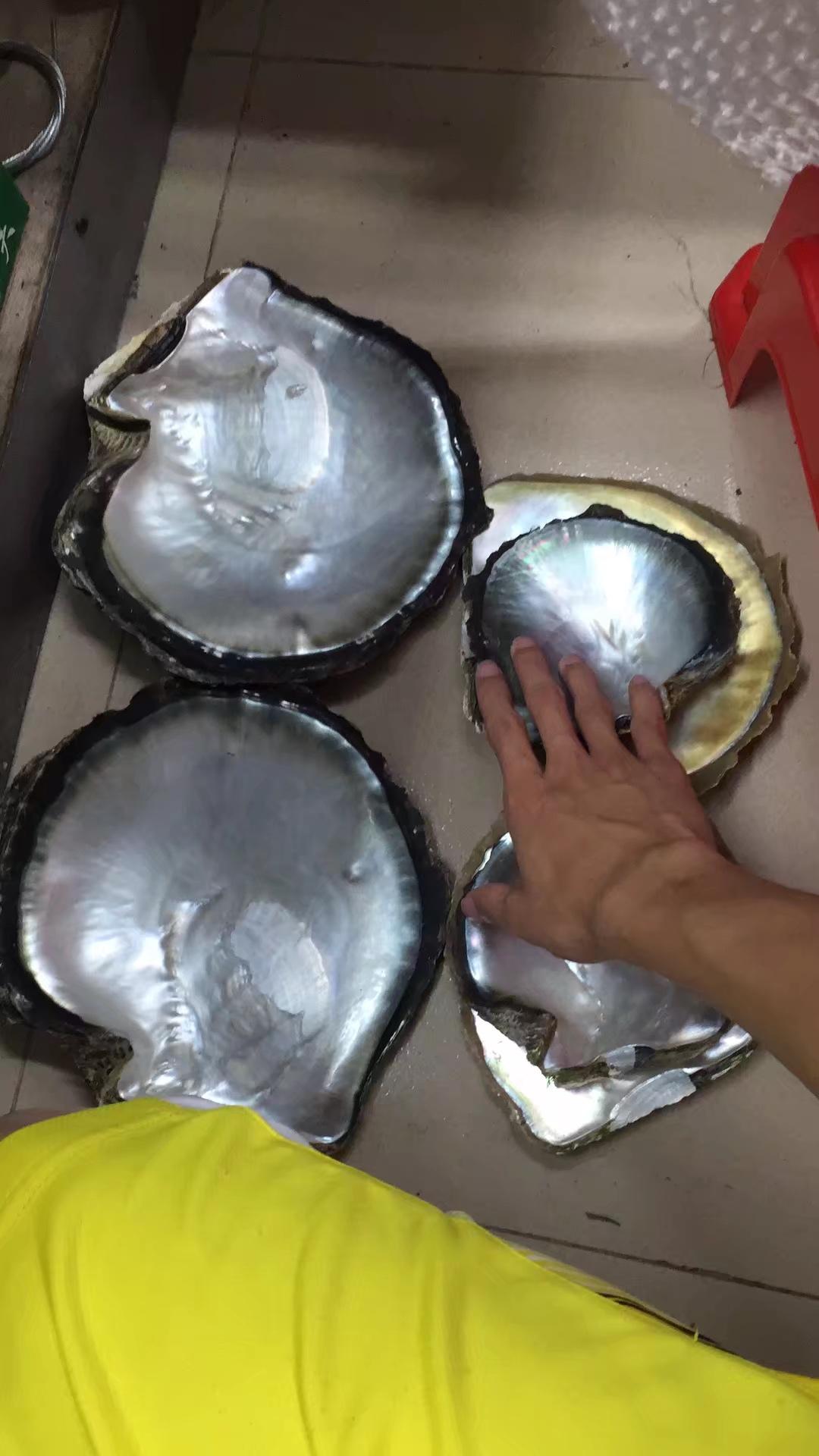 淘宝冷冻大溪地黑蝶贝开蚌可信吗? - 知乎