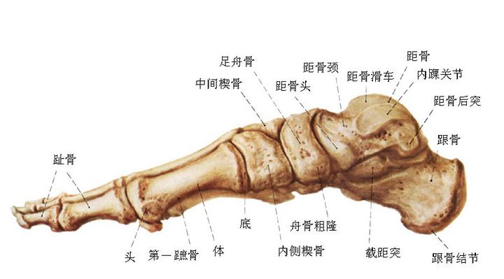 足舟骨解剖图片