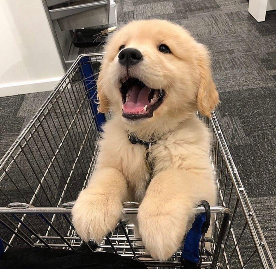 有什么可爱的小动物头像?