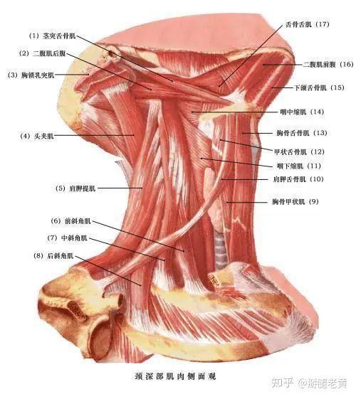 胸锁乳突肌外缘位置图图片