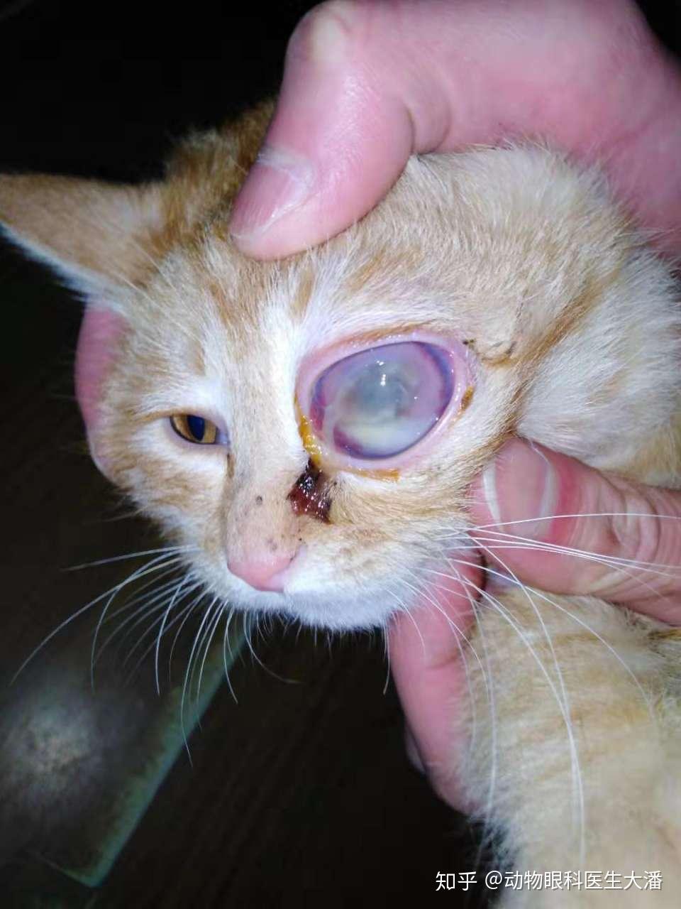 猫咪瞳孔扩散典型图片图片