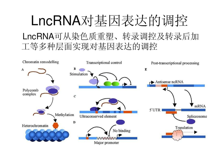 动物样本lncRNA测序方案-启衡星哺乳动物通用型rRNA去除试剂盒 - 知乎