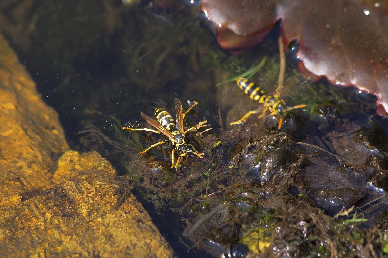 2. 浅水区植物推荐