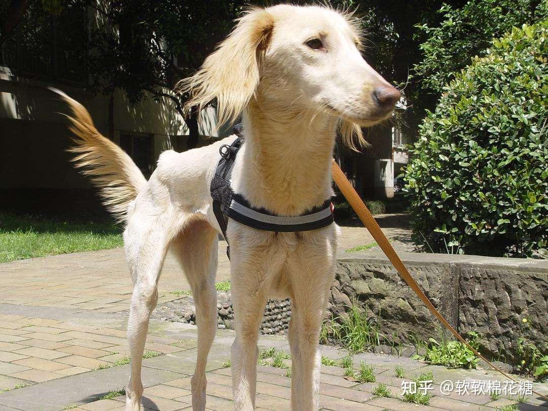 为什么中国细犬数量稀有? - 知乎