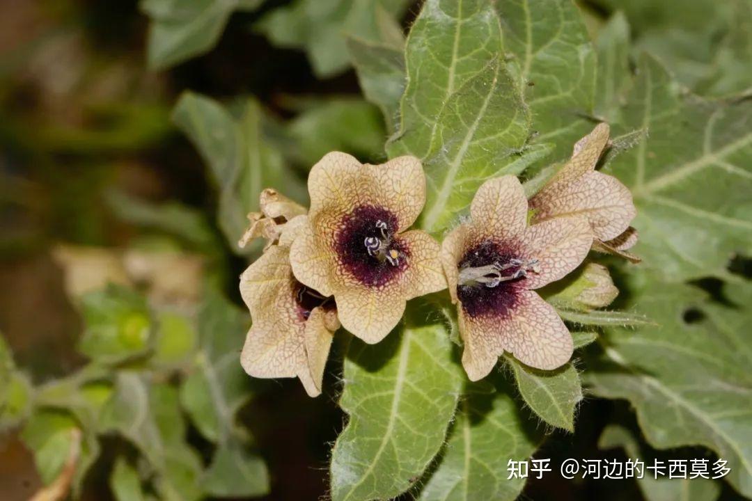 21. 落基山岩蝗:其兴也勃,其亡也忽 - 知乎