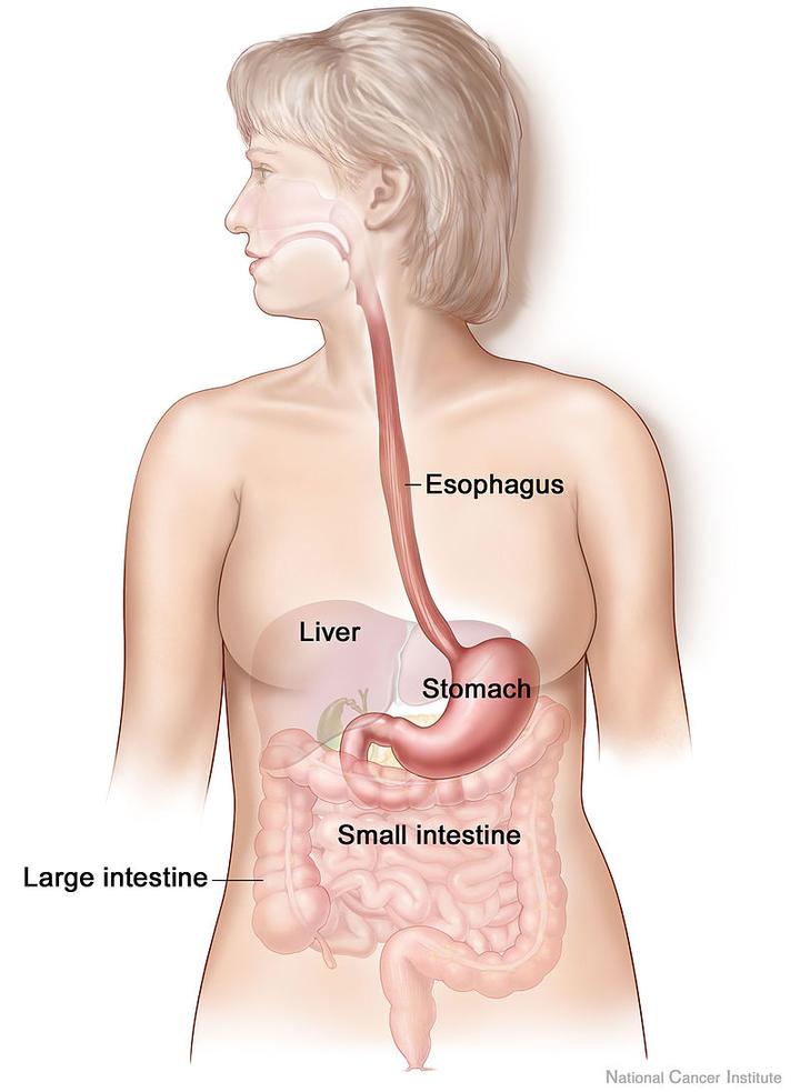 人体消化系统Human digestive system - 知乎