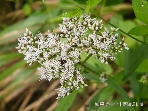 泽兰的功效和作用 - 知乎