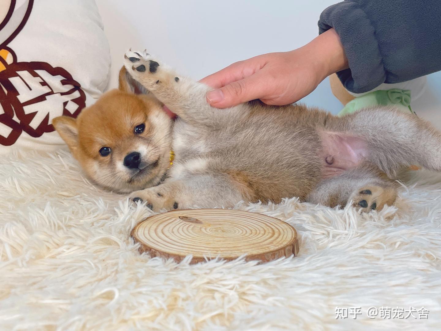 小柴犬多少钱一只？又该如何挑选柴犬幼犬呢？ - 知乎