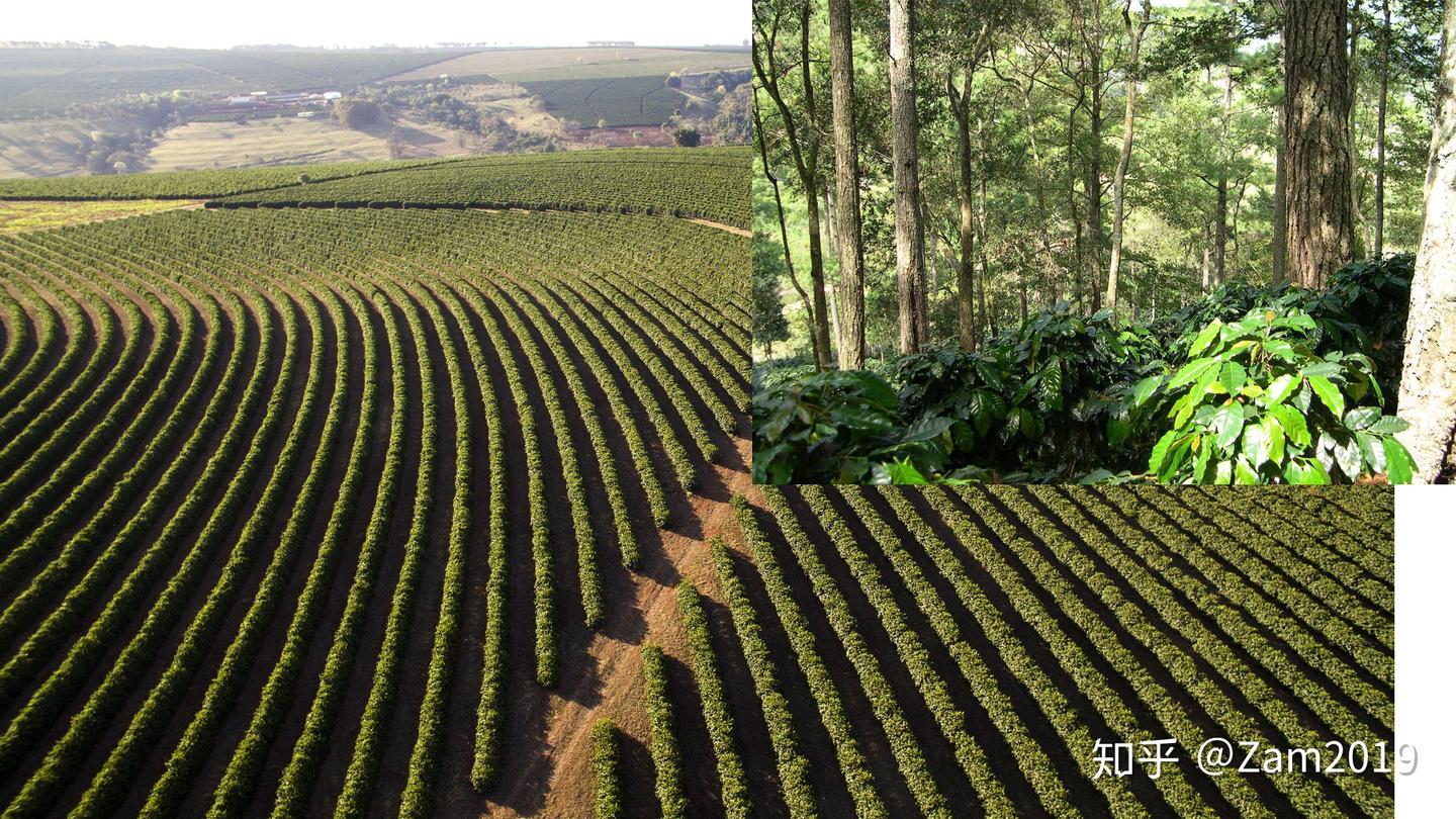 咖啡理解｜从日照到树荫栽培——论公平贸易的重要性（下） - 知乎