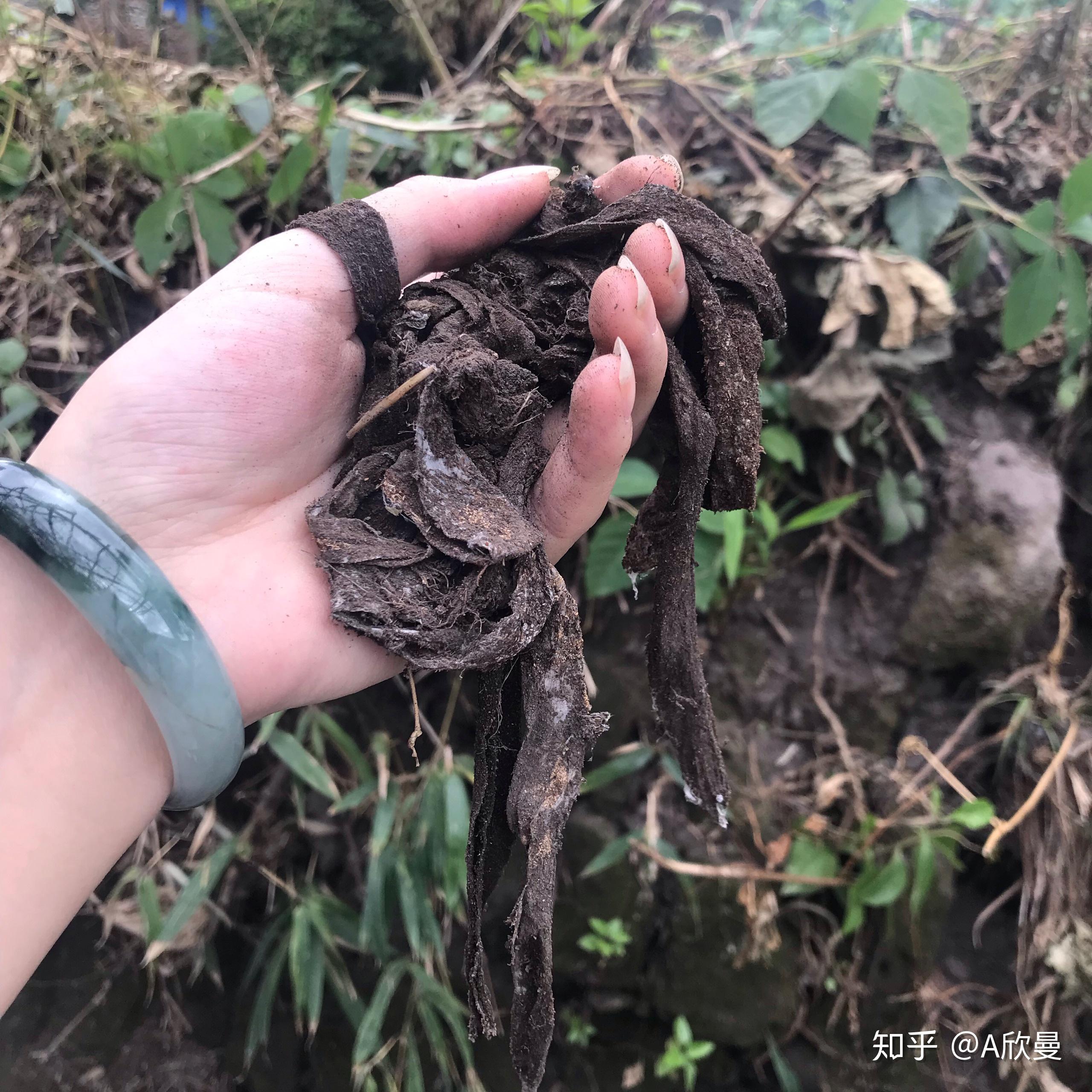 谁知道"口袋虫"是干什么用的? - 知乎