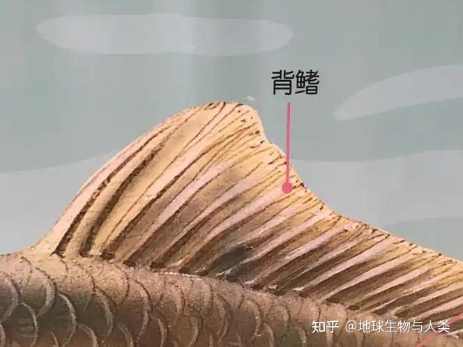 【鱼类全系列】鱼类概述(二) - 知乎