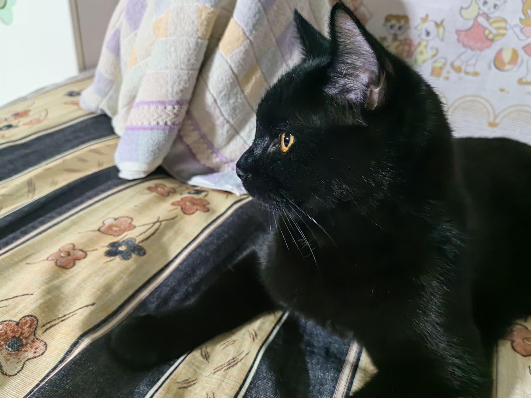 有哪些类似千岁岁那种黑猫的图片? - 知乎