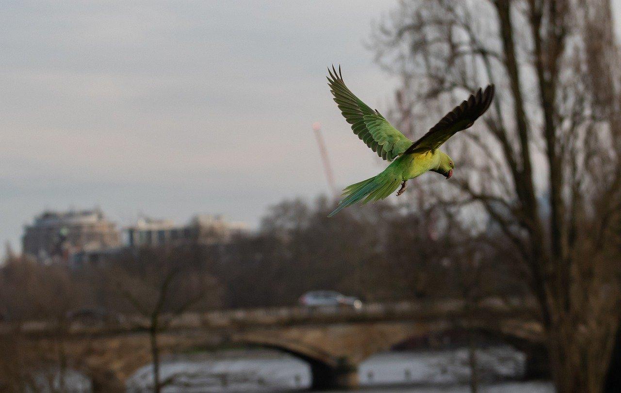 虎皮鹦鹉怎么分公母