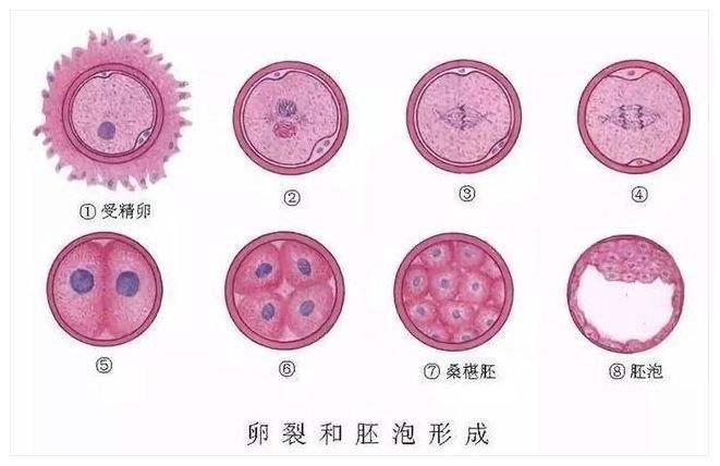 好运健康什么是囊胚什么样的囊胚质量好