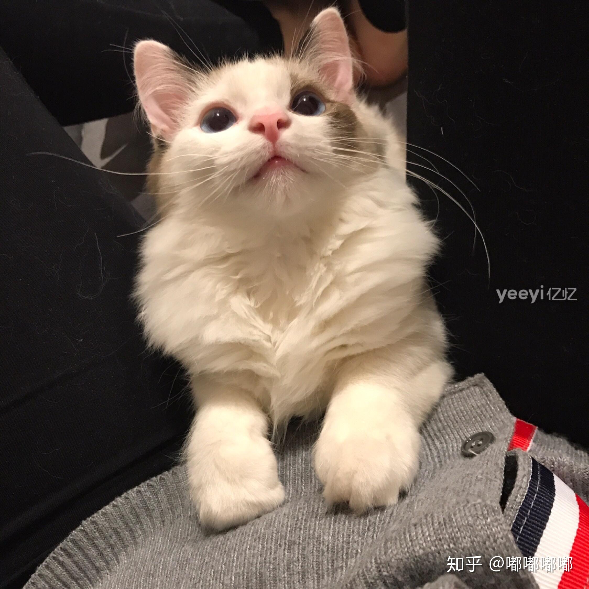 各位养过布偶猫的大佬,麻烦问一下,为什么我家的这只布偶右眼角的毛色