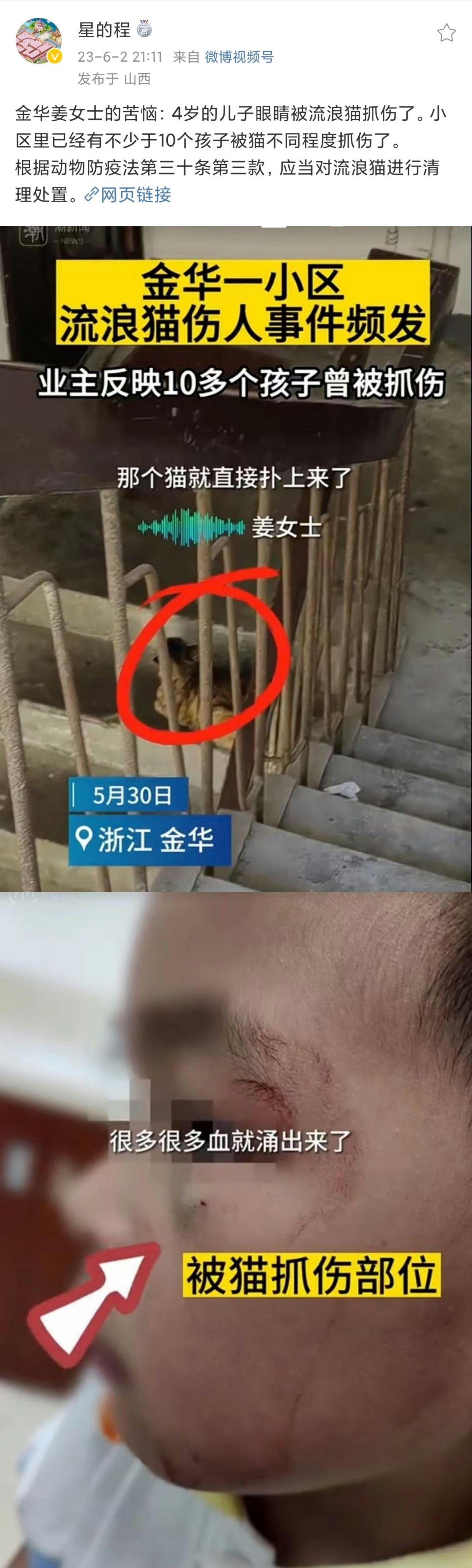 小猫小狗会伤人图片图片