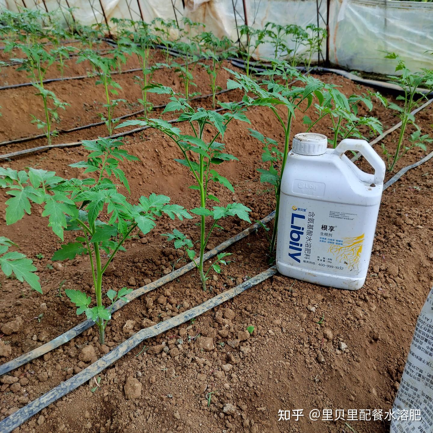 生根剂的正确使用方法?告别早衰(上) - 知乎