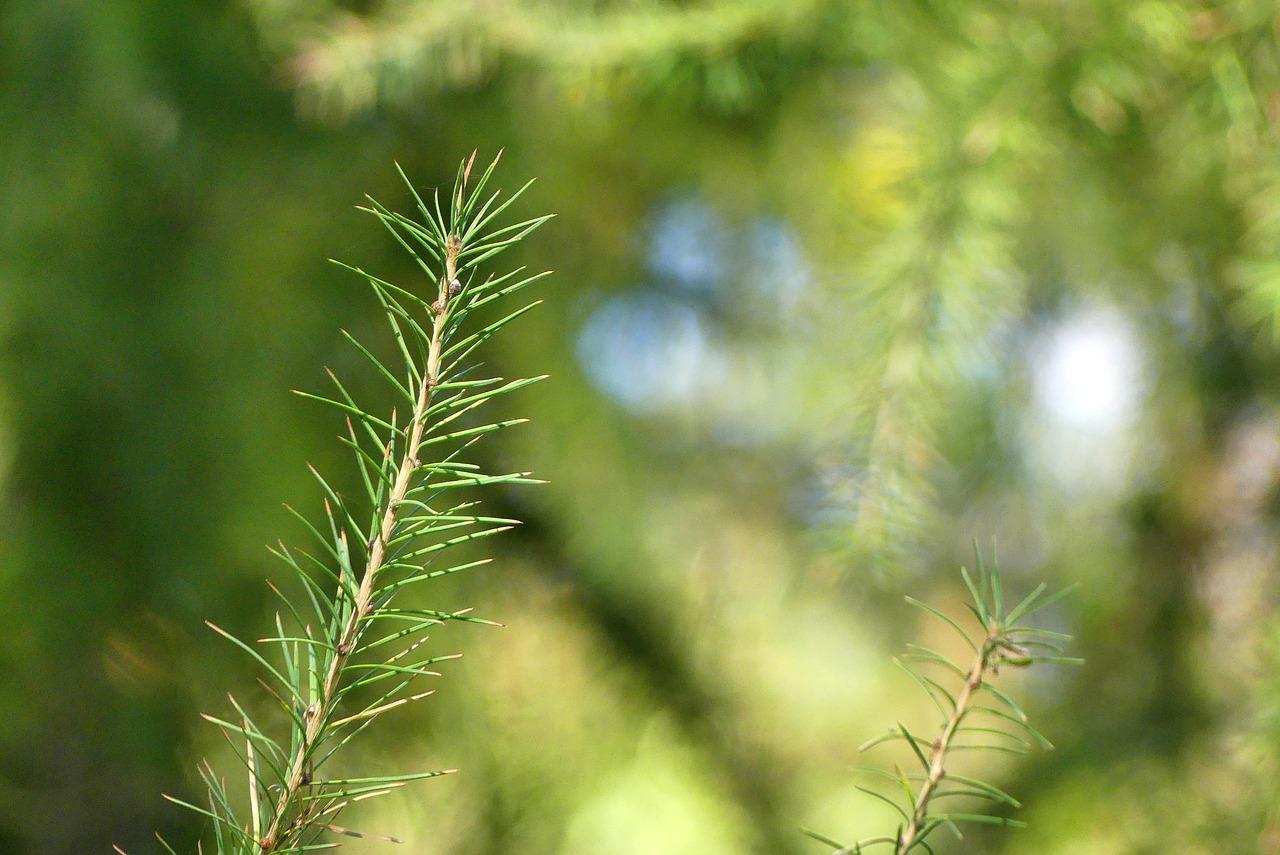 金钱树老枝怎么处理