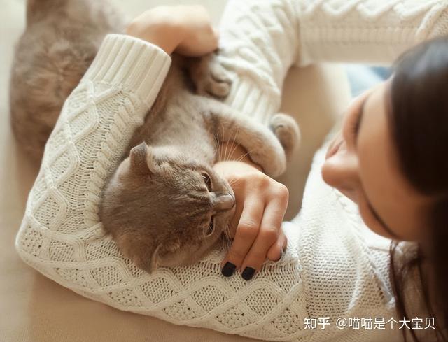 猫咪一辈子“圈养在室内”,对它而言,意味着这些!