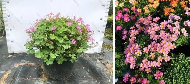 59种园林植物及应用 - 知乎