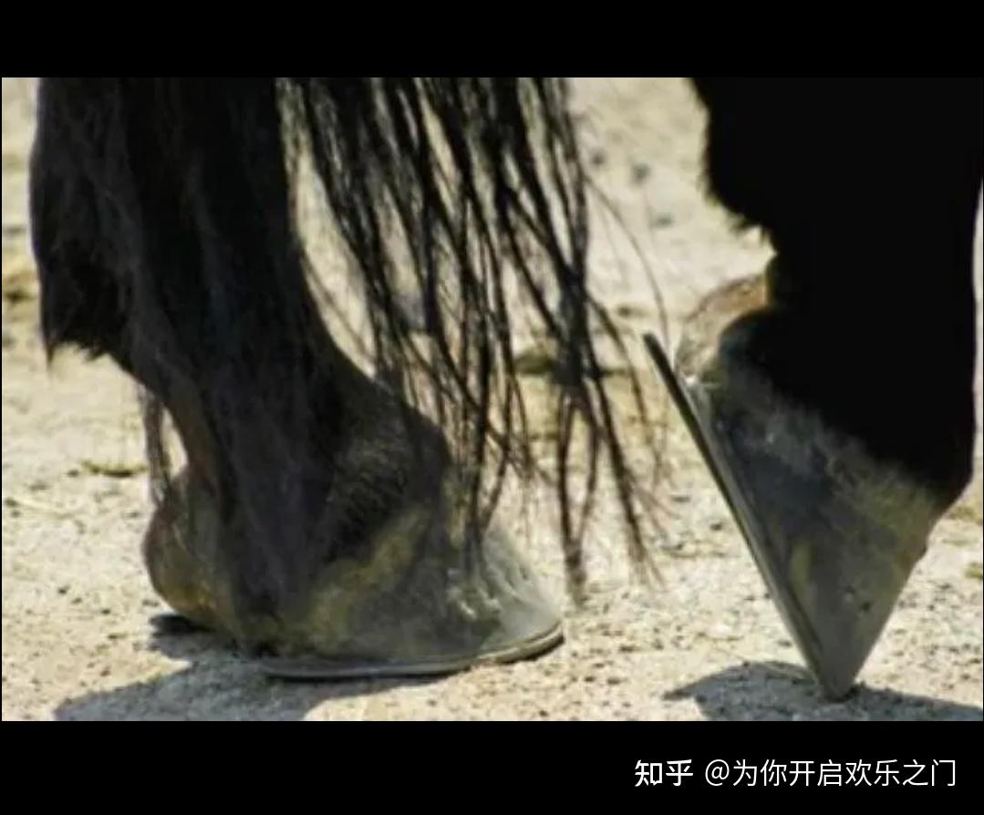 为什么说「马看四蹄,人看四相」? - 知乎