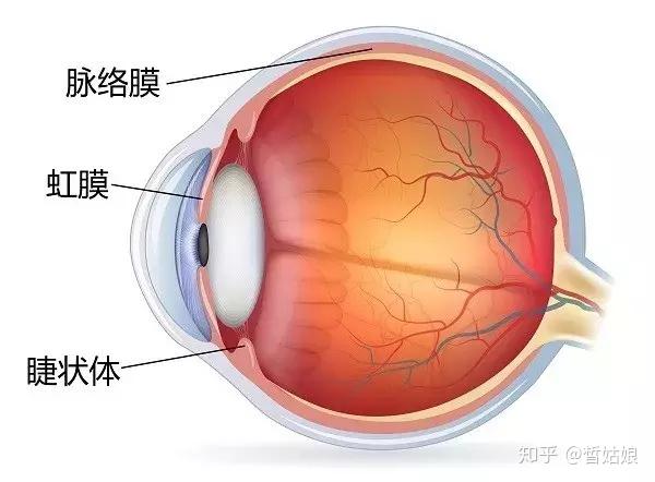 患有葡萄膜炎是一种什么感受