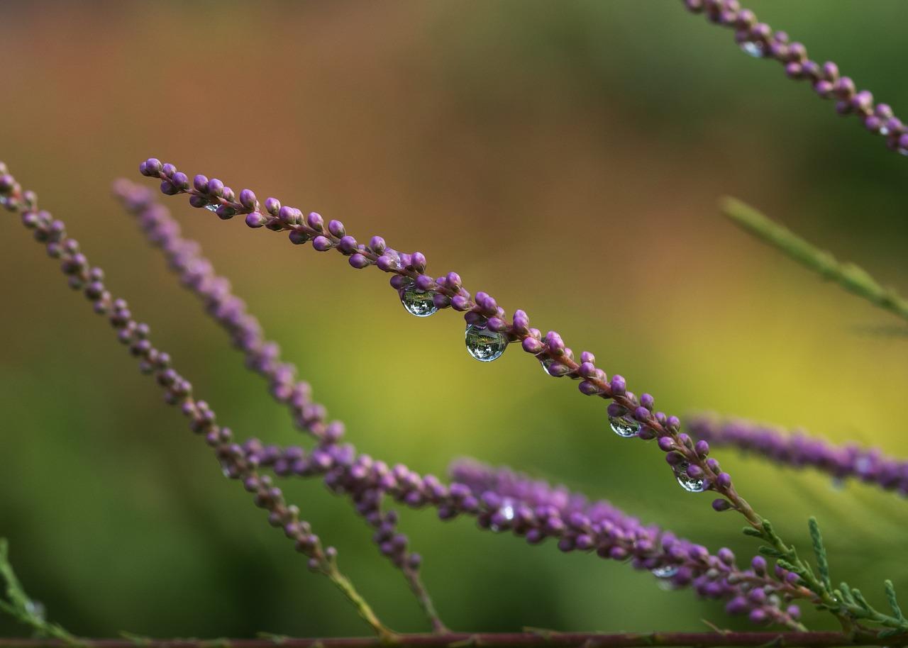 3. 乔木选盆指南