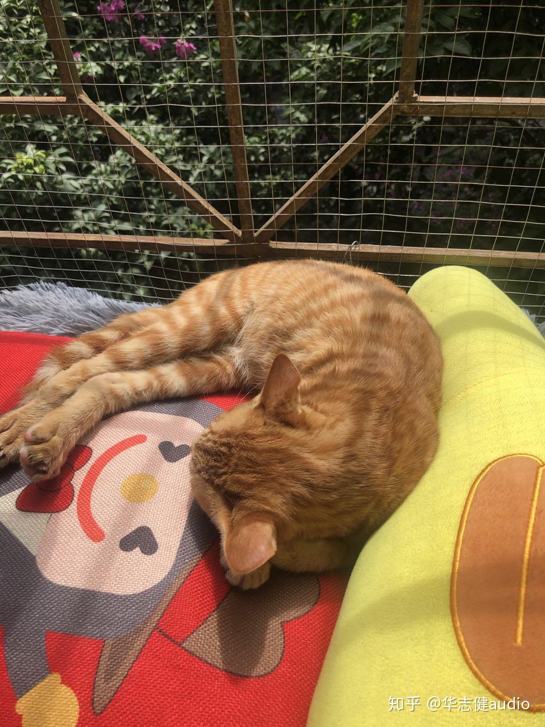 晒太阳的瞌睡猫 - 堆糖，美图壁纸兴趣社区