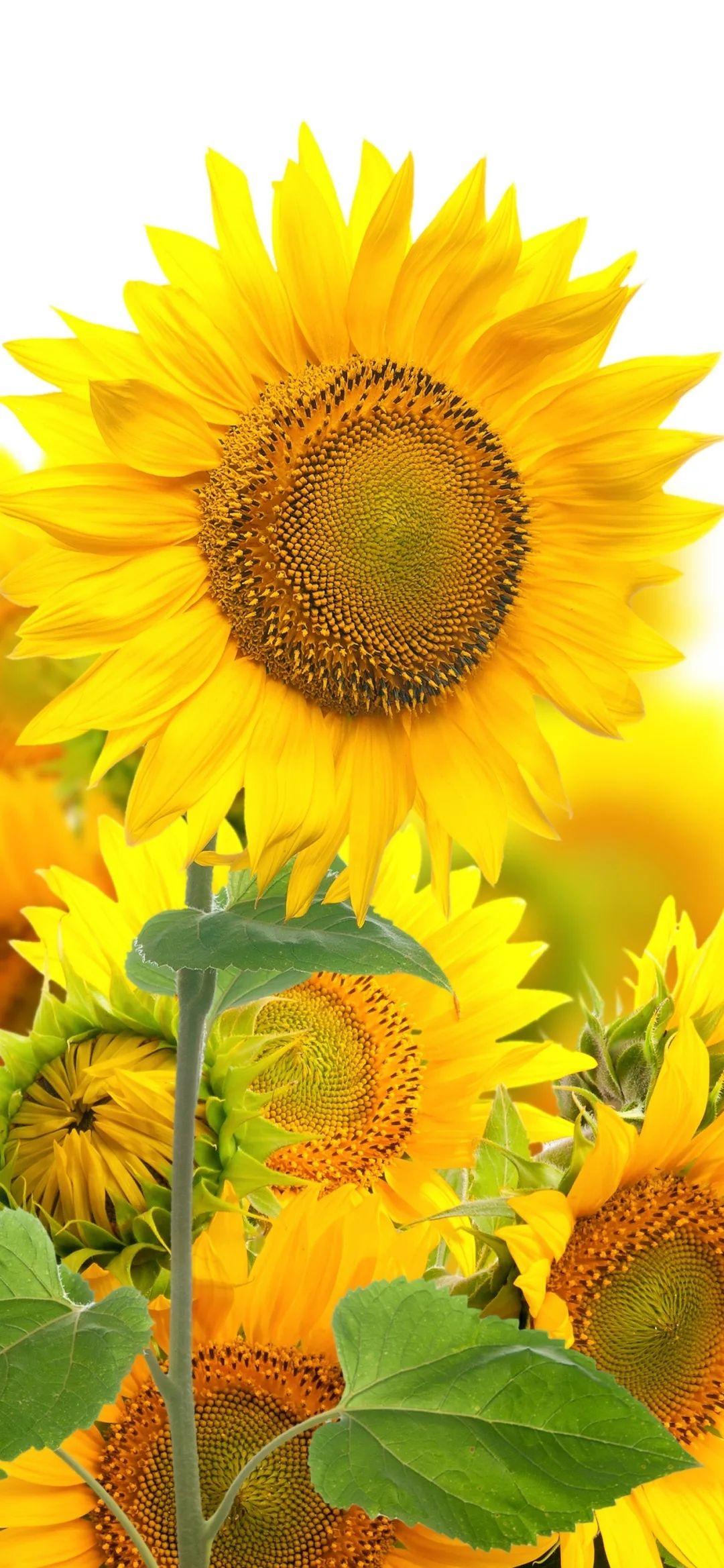 有没有都是向日葵的壁纸呢,让人看了心情超好的? - 知乎