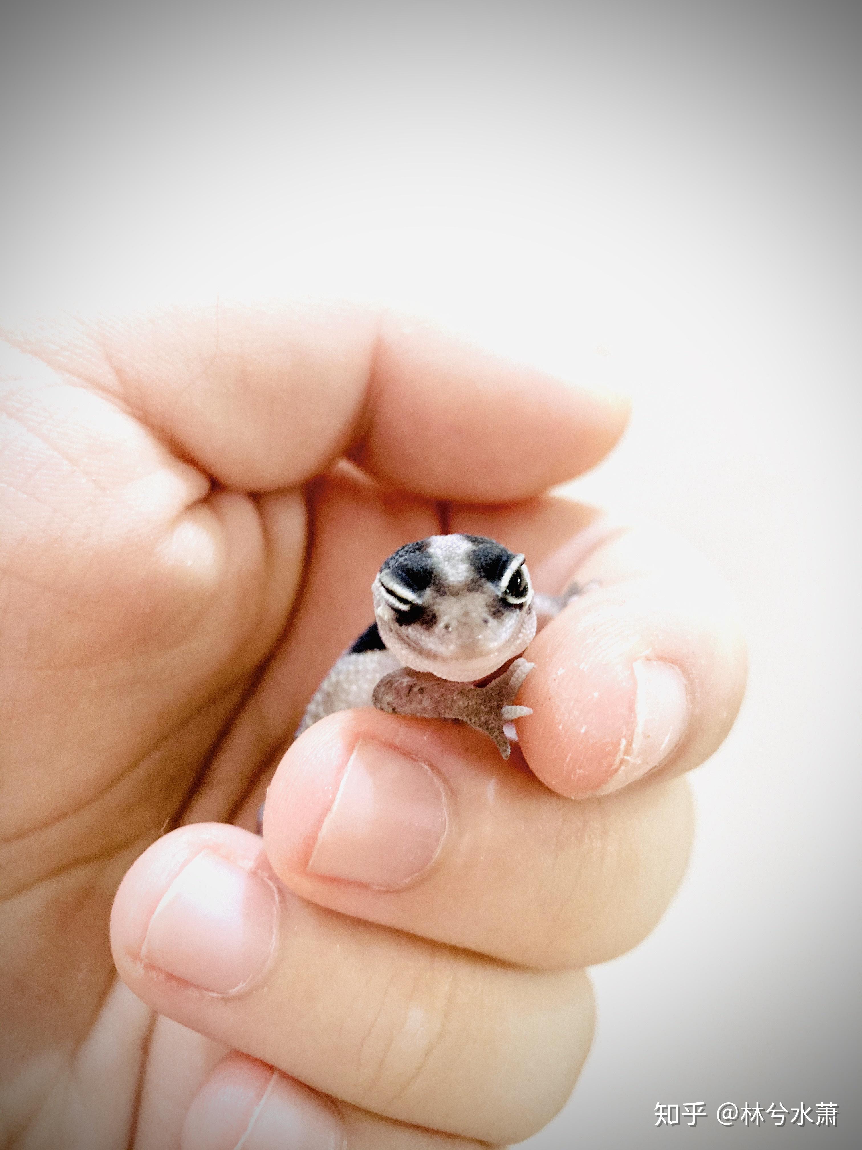 肥尾守宫好养吗养一只大概多少钱