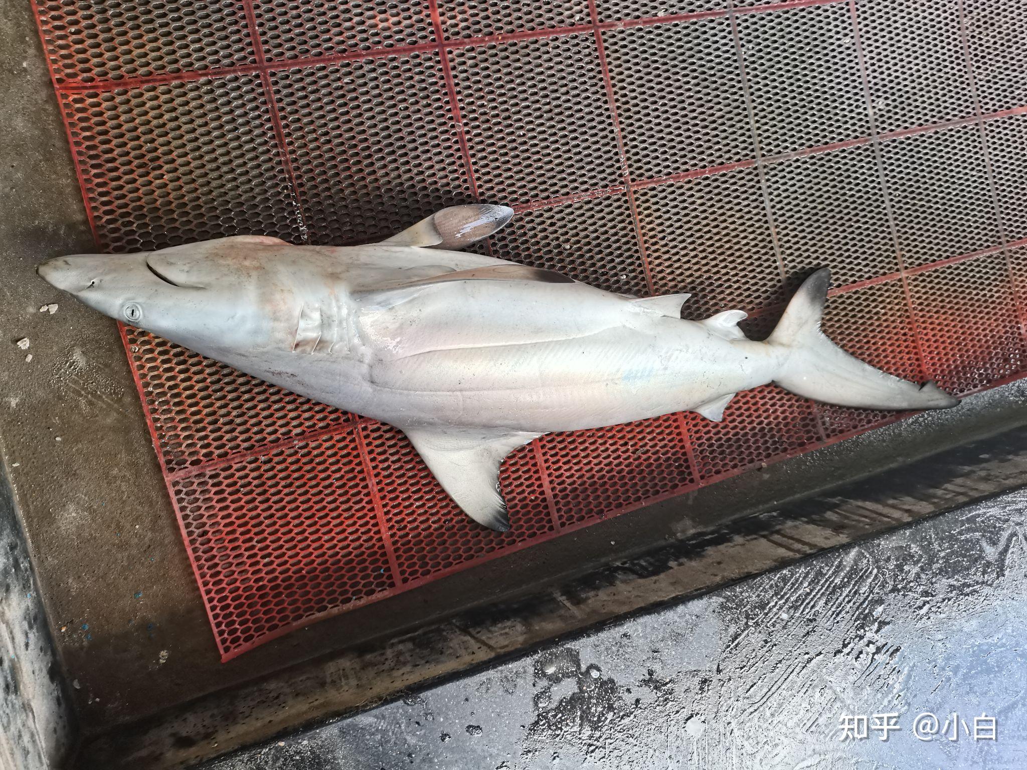 鲨鱼肉究竟能不能吃? - 知乎