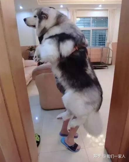 人称“狗界三傻”的3种狗，养过的才叫牛！ - 知乎