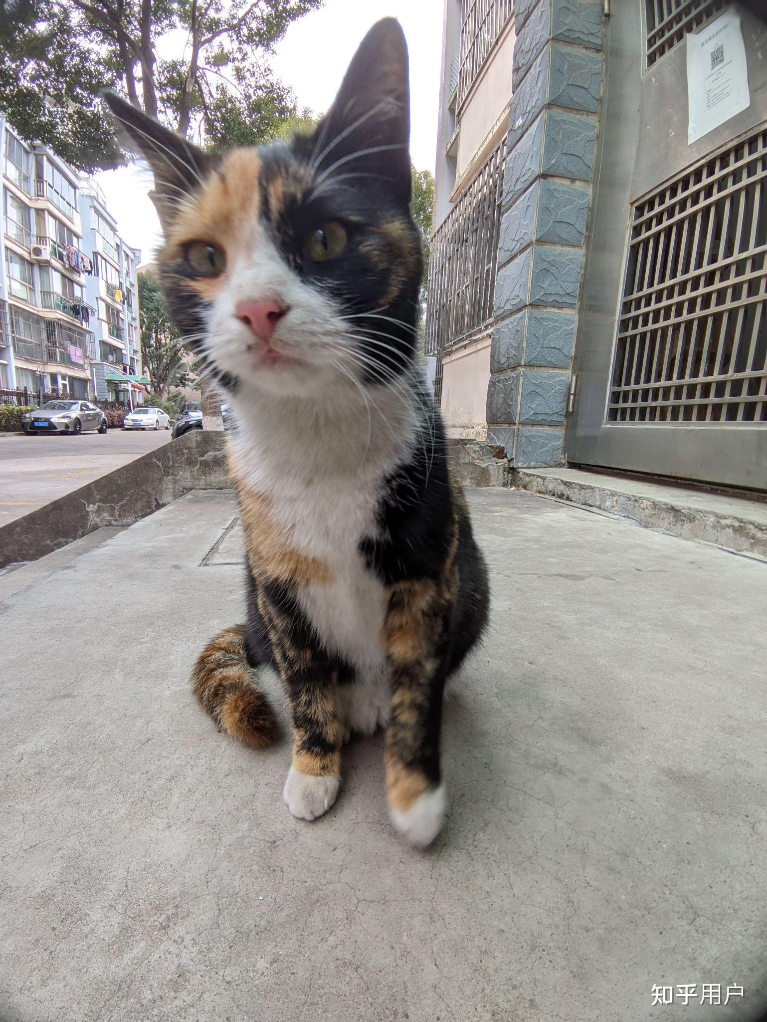 白餐巾白手套的狸花猫能有多漂亮