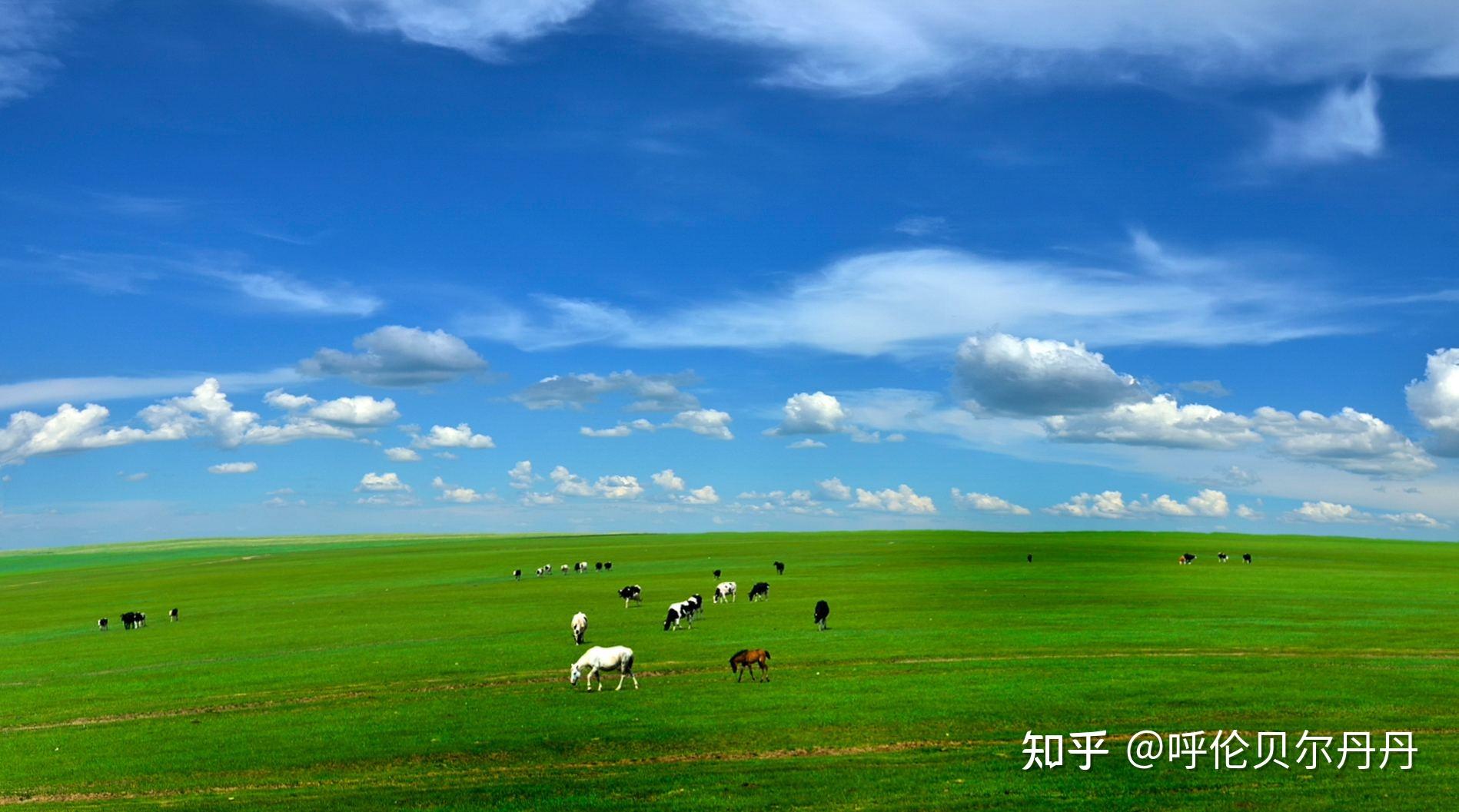 必去的中国最美六大草原-温州爱龄网-温州网