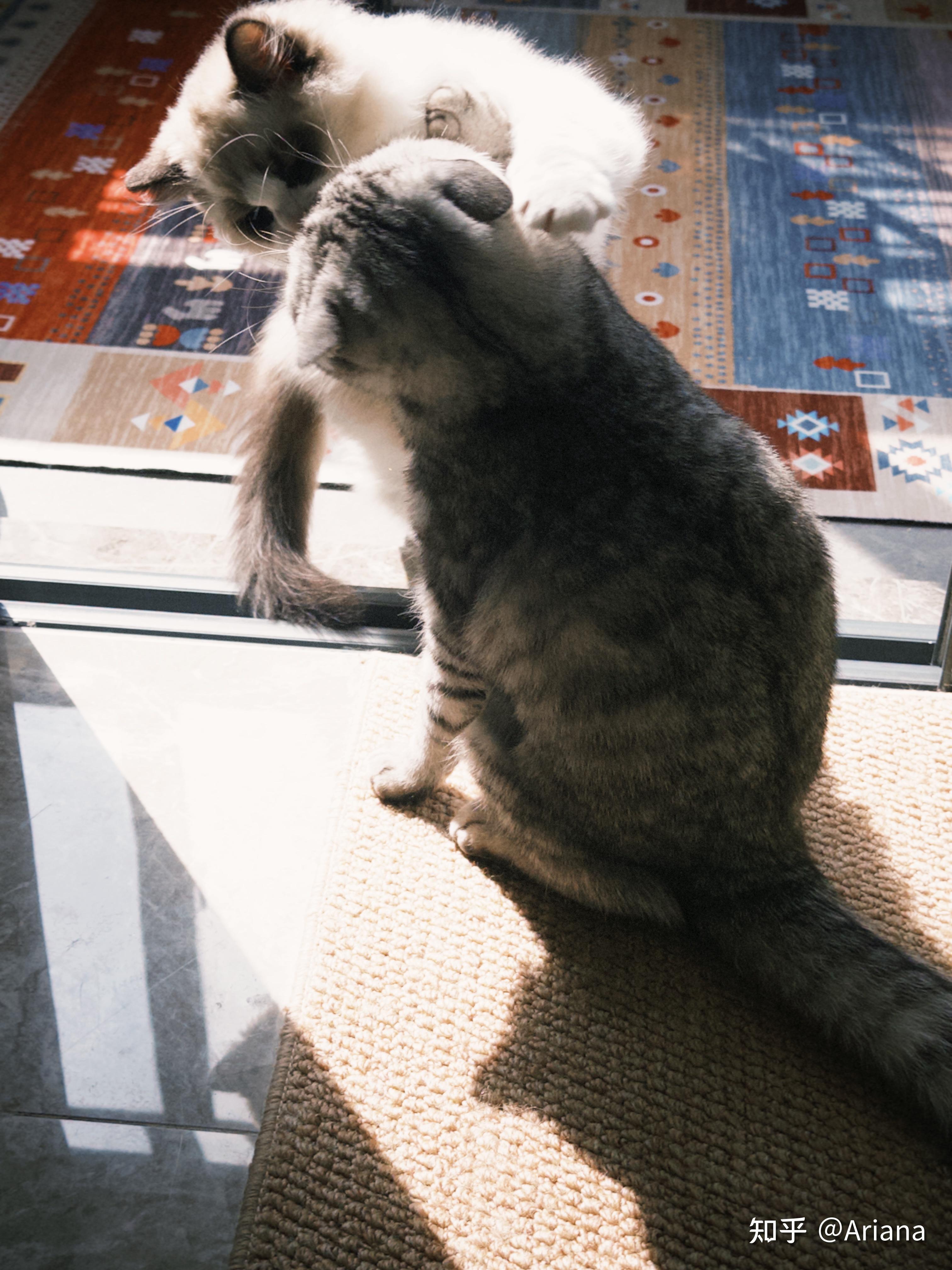 求问，家里一只公猫一只母猫在干啥？ - 知乎