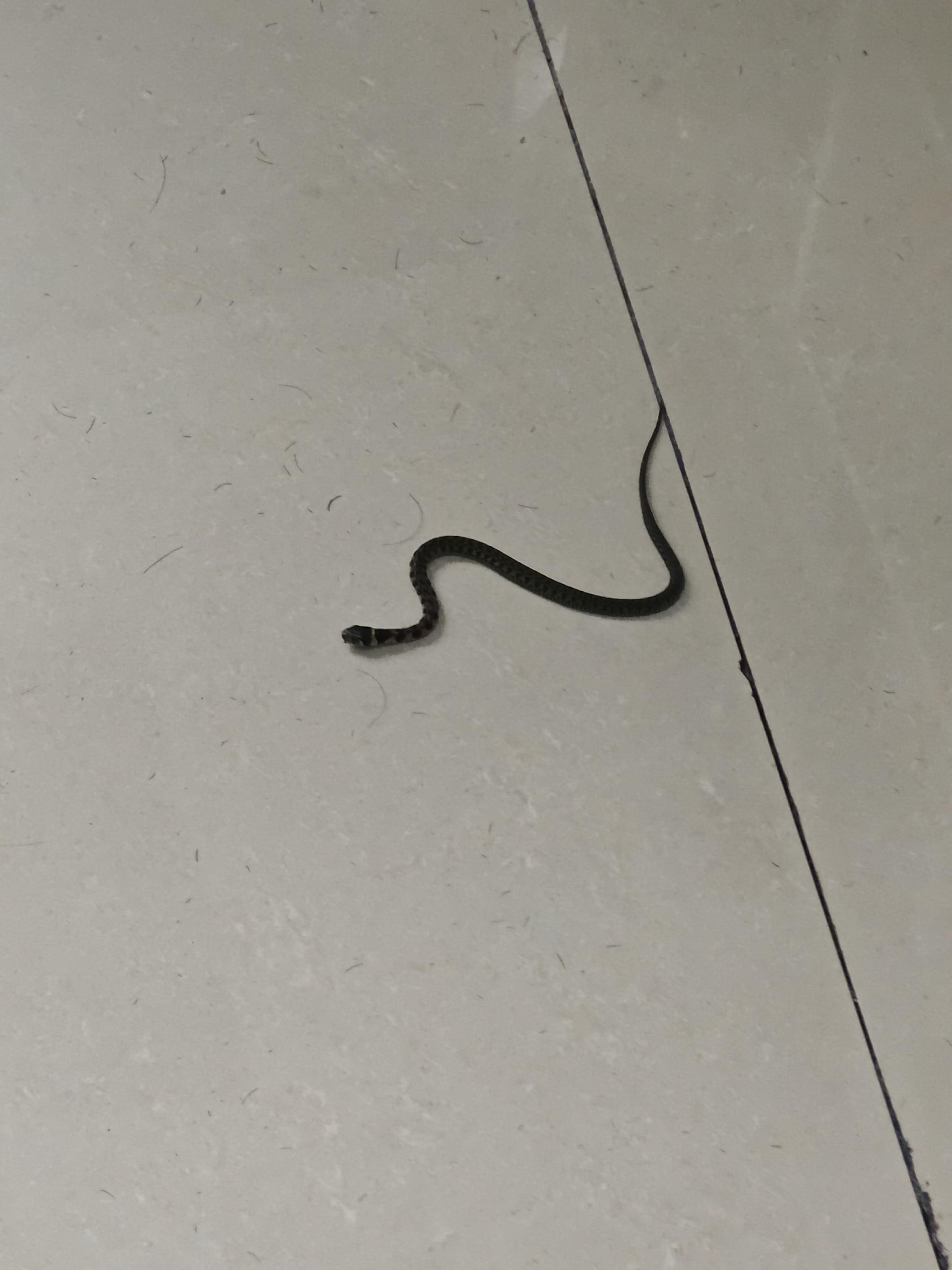 眼镜蛇图片是什么蛇