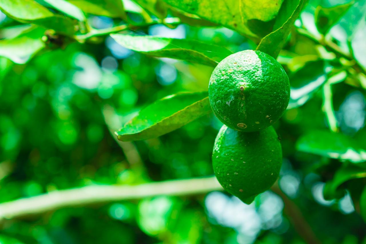 3. 基肥选择原则