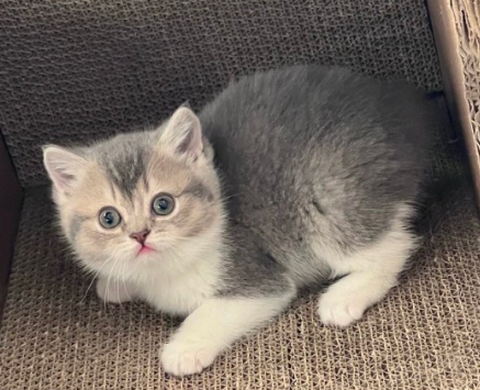 这猫咪主人说是英短金渐层跟蓝白配出来的不知道说的是否可信呀还是