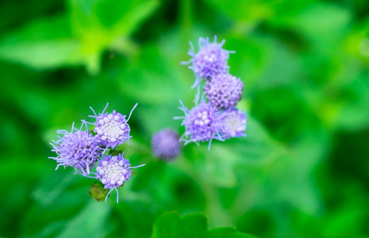 客厅里适合放什么花草
