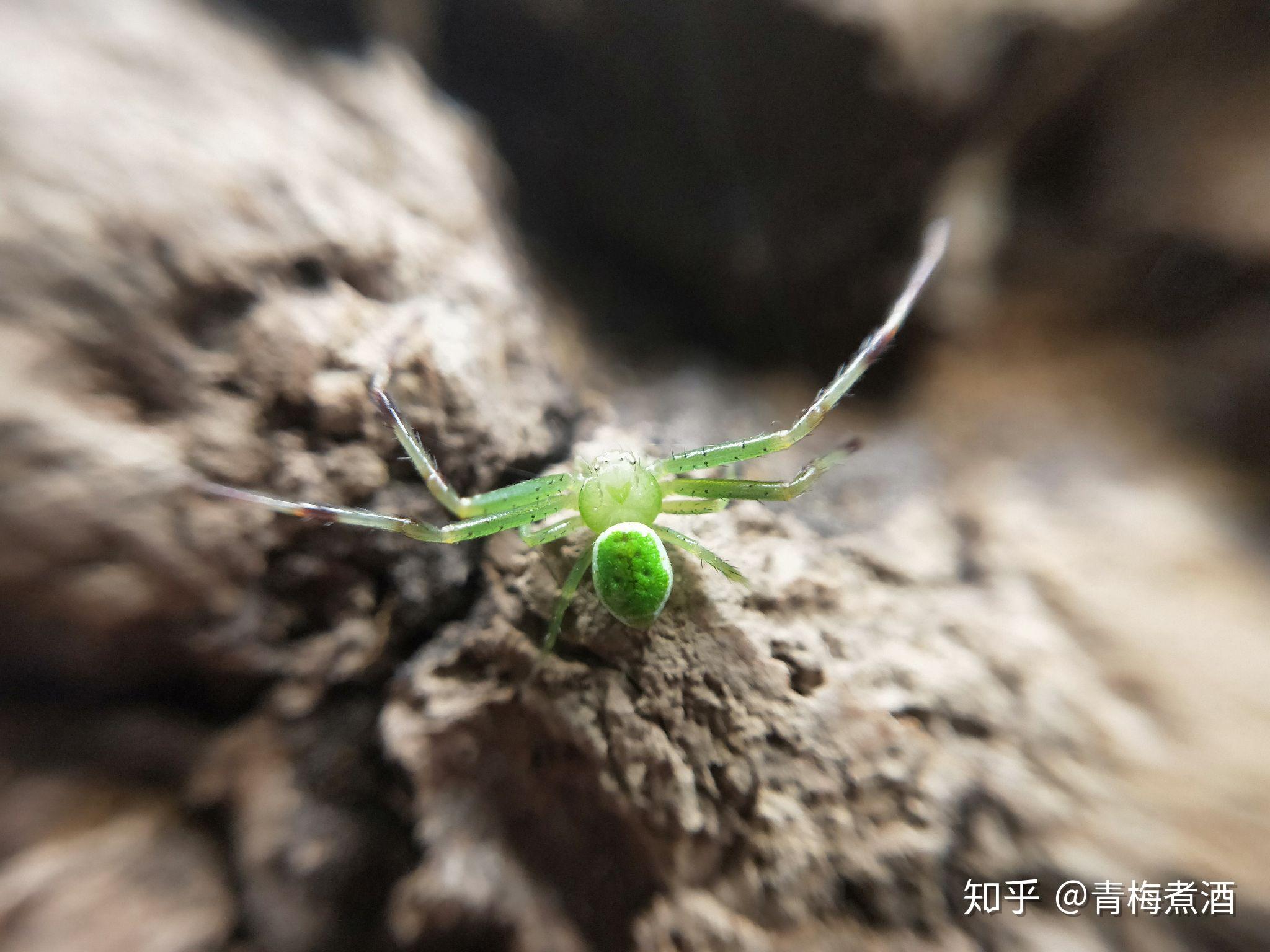 这是啥蜘蛛黑白腿