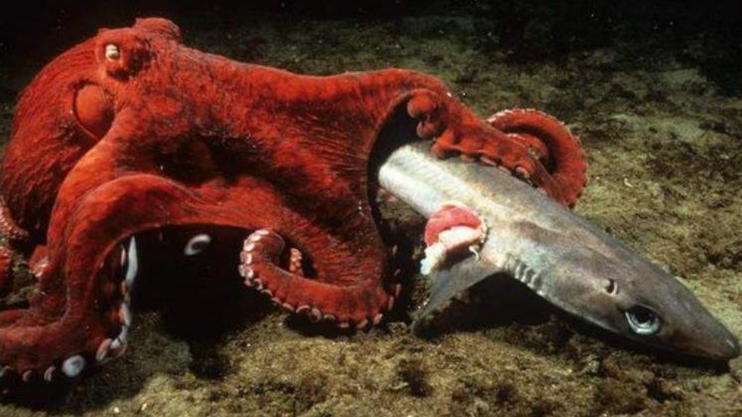 章鱼与乌贼哪个智商更高如果体型巨大哪个更危险