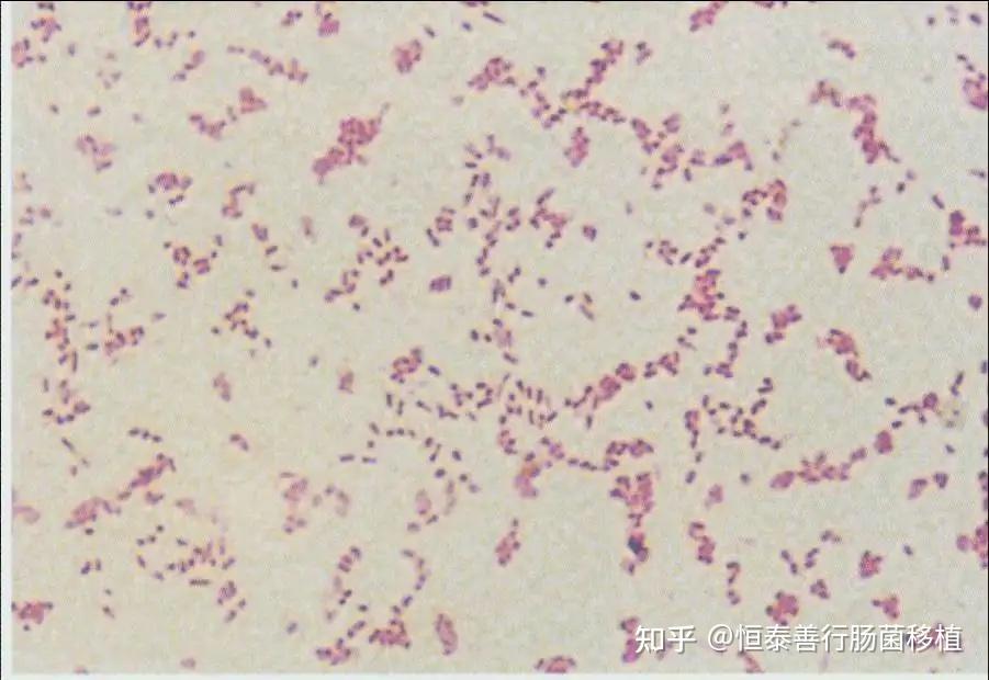 肠杆菌科多样化菌属——Pantoea(泛菌属) - 知乎